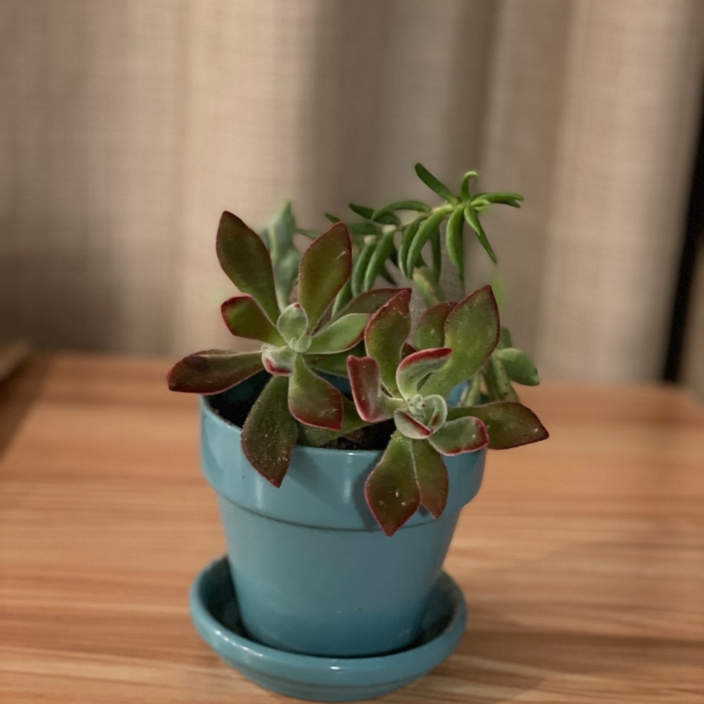 Meet your Posher, Myhanh